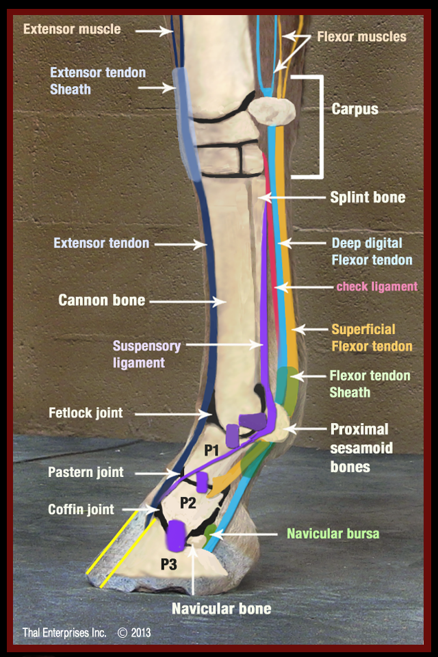Muscles And Tendons In Upper Leg Leg Muscles At Trident Technical